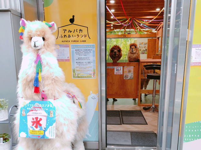 店の中からエサをくれる人を探してます(笑)_アルパカふれあいランド
