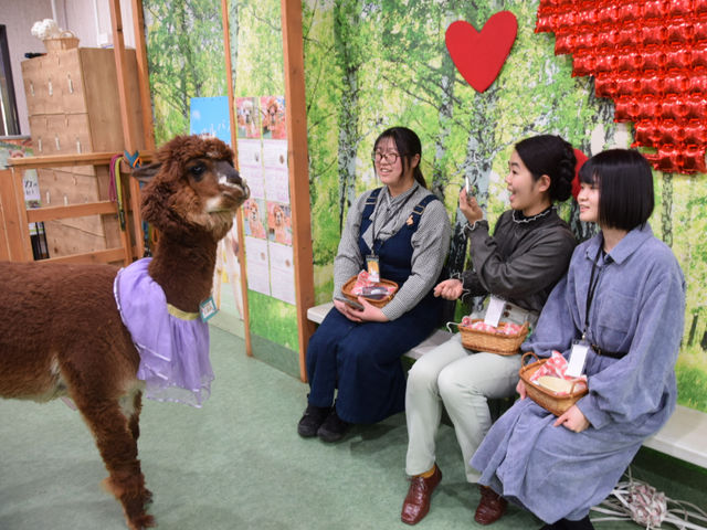 ゆったりとふれあいをお楽しみください♪_アルパカふれあいランド