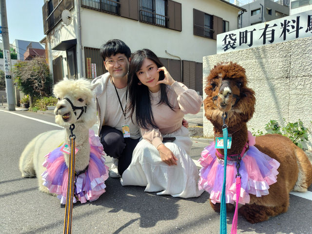 神楽坂の街を散歩してます。_アルパカふれあいランド