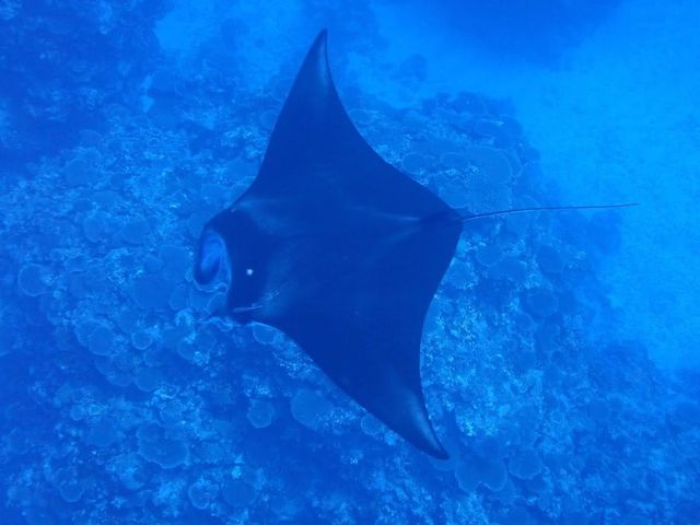石垣島 マンタ_Diving&Swimming School トリムハート