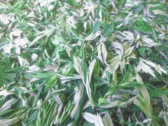 Vielba ビエルバ