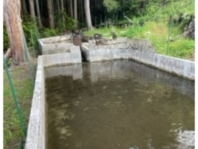 ニジマス池_しらたかキャンプ場