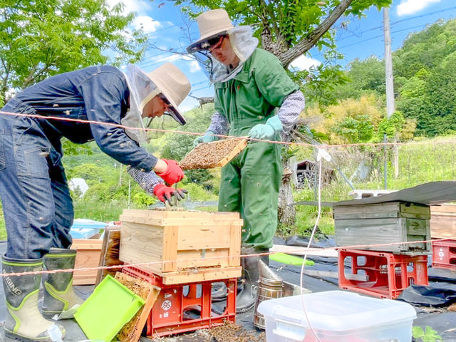 養蜂作業の様子_berich養蜂場 丹波篠山