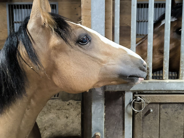 心夏です。2024年の7月で1歳!_柏乗馬クラブ