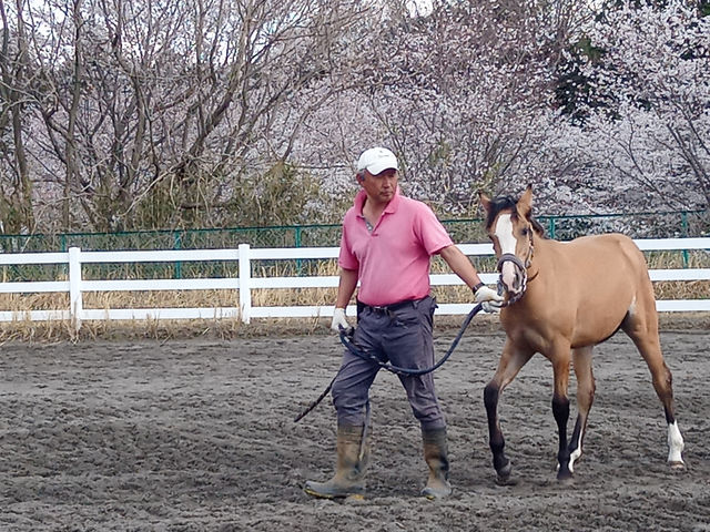 3月から4月は桜がきれいです。_柏乗馬クラブ