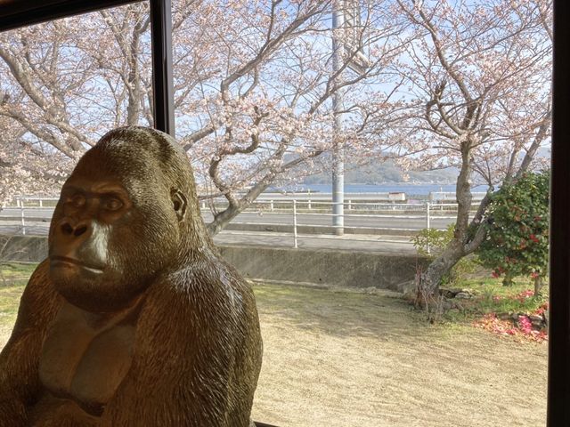 春になると喫茶店の席から見れる桜は、とても綺麗です。ご利益ゴリラにも是非会いに来てください。_OTONARI