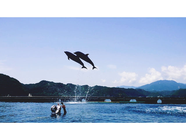 ☆*★青い海と空★*☆
最高ーーー♪_ドルフィンベェイス