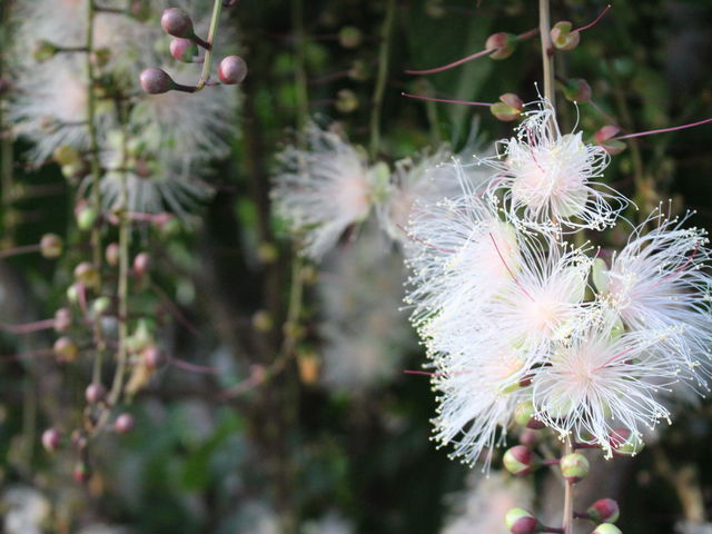 季節毎の植物・生物についてご説明いたします。_チャーナビ沖縄