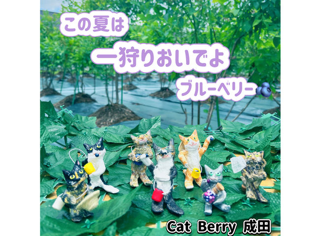 猫好きさん、いらっしゃいませ!Cat Berry 成田は猫好き、ブルーベリー好き、飛行機好きの3つの好きを叶える農園です。猫雑貨店併設。名所さくらの山近くです。_Cat Berry成田