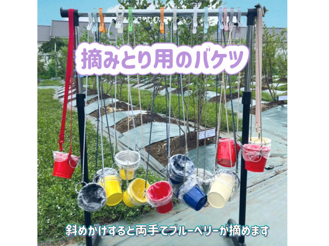 お貸し出しするブリキのバケツいっぱい摘むと、お待ち帰りできる250gになります。(小学生以下のお子さまは一回り小さいバケツをご用意しています。)_Cat Berry成田