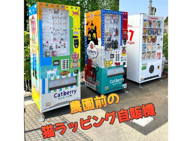 農園前にはカラフルな猫柄自販機があり、夏のシーズン中は24時間冷えたブルーベリーや飲み物が買えます。アイスが食べたい方は右側セブンティーンアイスへどうぞ。_Cat Berry成田