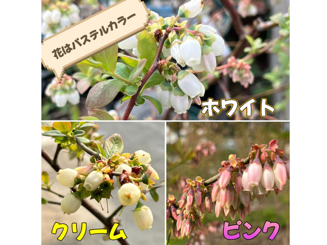 ブルーベリーの花を見たことがありますか。スズランに似ていて、種類ごとに色が違う可愛らしい花です。毎年4月上旬頃に咲き出して、ミツバチが受粉してくれます。_Cat Berry成田