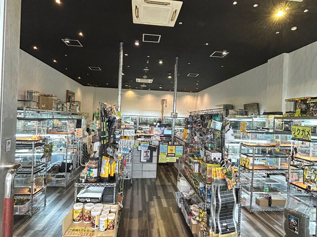 店内手前はショップになっているので、ご自由に見て頂いて、触れ合い希望の方はスタッフにお声掛けお願いします!_爬虫類カフェ ROCK STAR りんくうシークル店