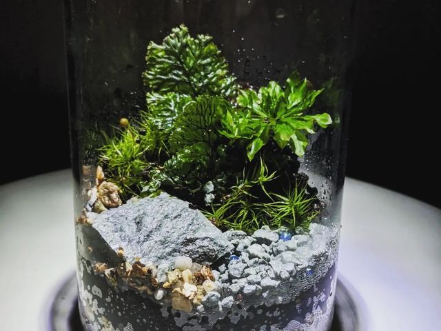 苔テラリウム作品例。
男女二人の講師がいます。_アトリエWindwing