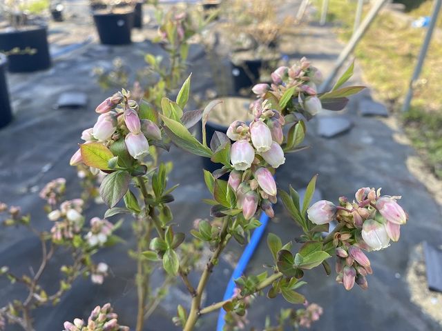 白い可憐な花に、蜂がきて、実をならせてくれます。_長浜ブルーベリー観光農園