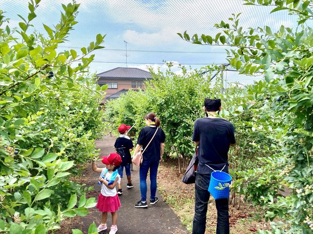 2時間以内で、園内どのブルーベリーでも好きなだけ楽しんでいただけます。_内山養蜂場ブルーベリー園
