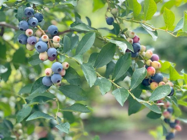 ブルーベリーは一粒一粒熟し方が違うので、見た目もとっても綺麗です。_内山養蜂場ブルーベリー園