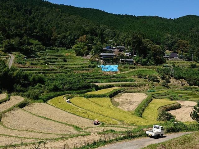 棚田百選に登録されています_能勢長谷の棚田