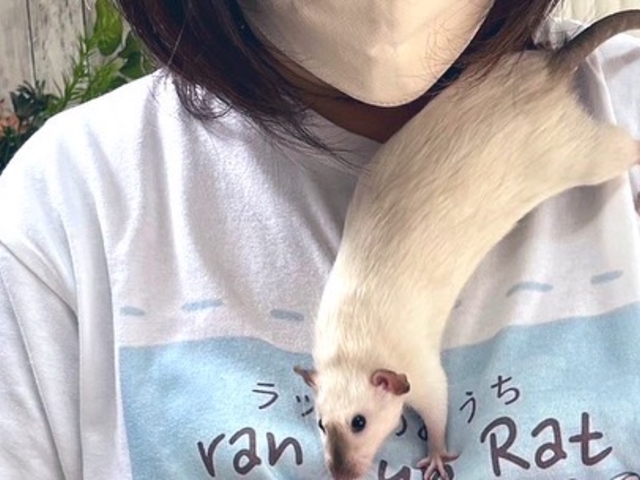 とても人懐っこく近付いて来ます_ラットのおうちran run Rat