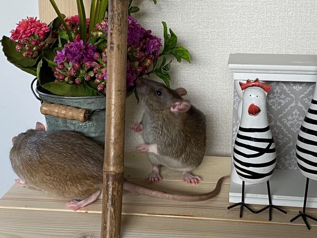 仲間同士で遊ぶ姿もとても可愛いです_ラットのおうちran run Rat