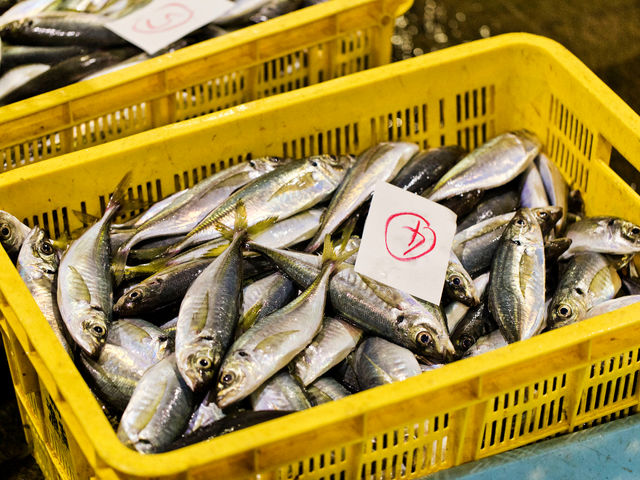 新鮮な魚を使ったひもの開き体験_釜鶴