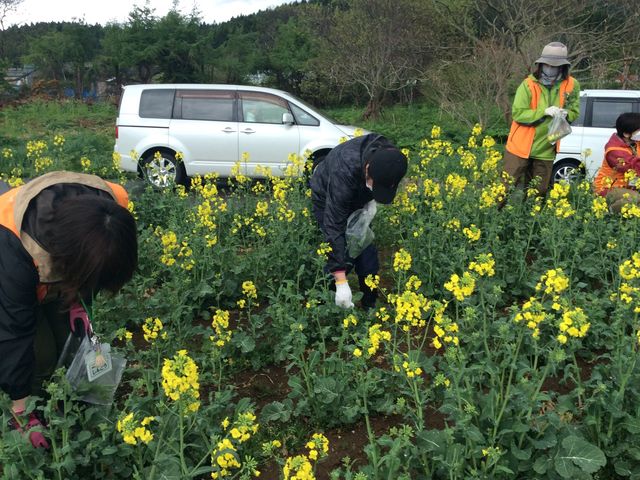 菜の花芽摘み体験_天の川・菜の花油工房