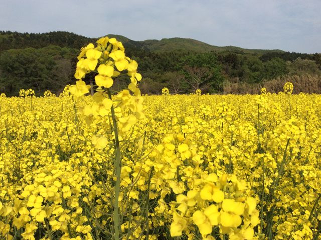 満開の菜の花_天の川・菜の花油工房