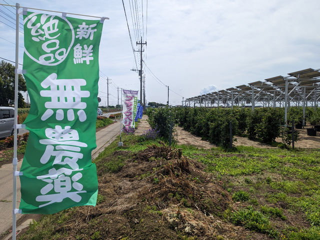 農薬・除草剤はスタート時から使用していません。手作業での施設管理は大変ですが安心・安全を第一に運営しています。_ブルーベリーファームKEYANOKI