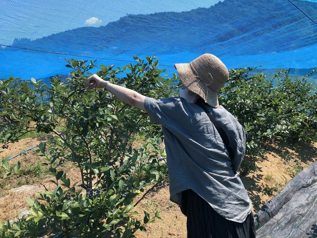 数種類のブルーベリーを食べ比べできます。_天空のアグリパーク