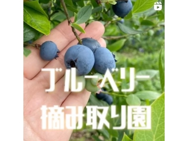 農薬・肥料を使わないから、元気に育つブルーベリーたち。_いかす平塚農場