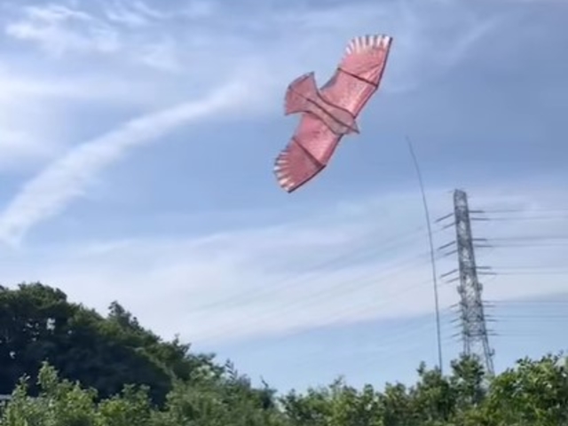 こんな「鷹」が飛んでいます?!_いかす平塚農場