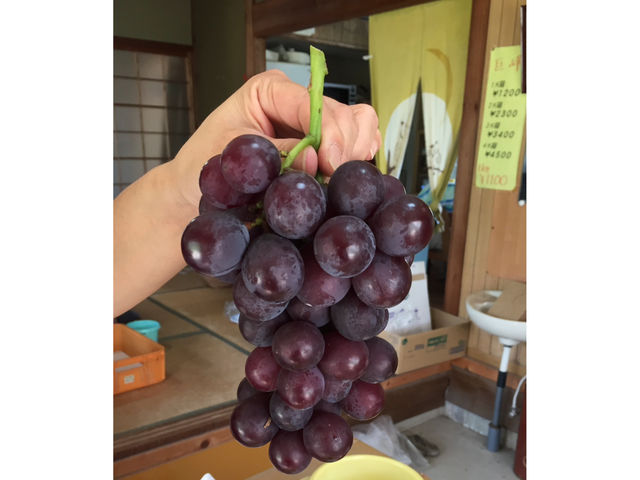山憲ぶどう園
