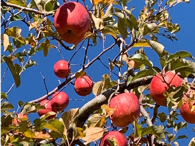 信州たかもり町北村農園