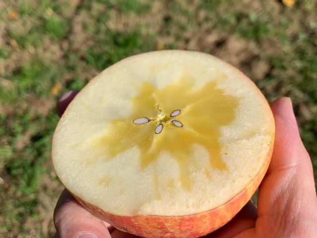 サンふじには蜜がたっぷり♪_信州たかもり町北村農園