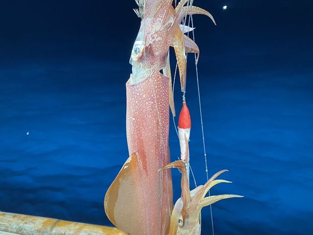 夜のイカ釣りにGO!_福吉丸