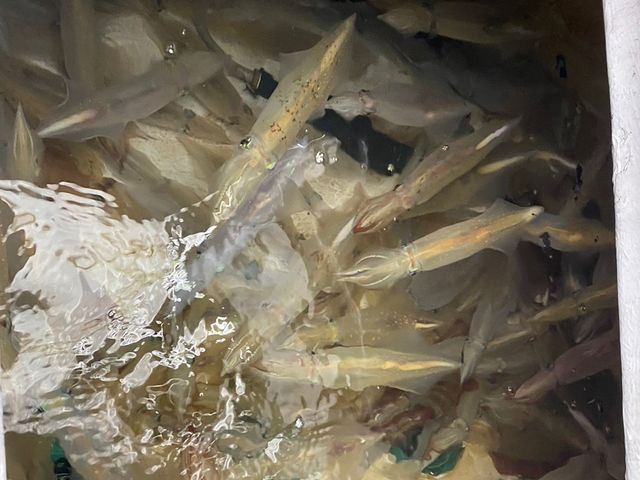イカ釣り_福吉丸