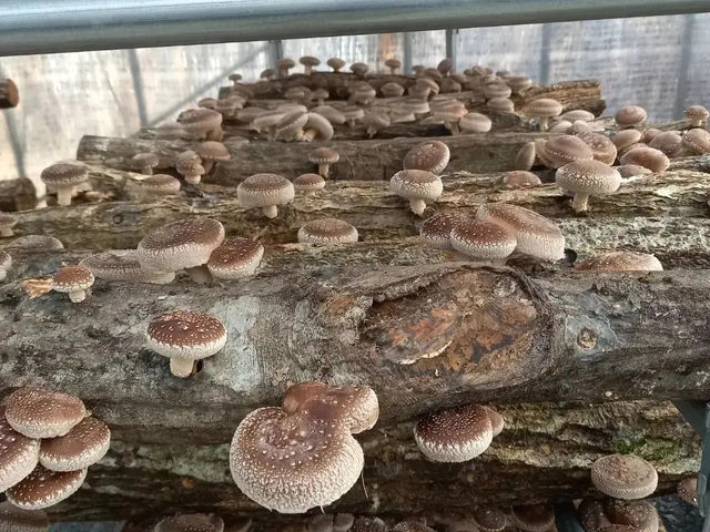 原木栽培の椎茸狩りが楽しめます_MUSH しむら農園