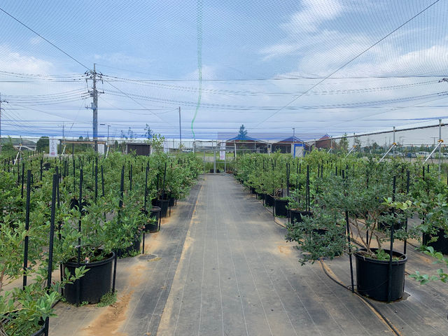 鉢植え養液栽培で約300本のBBがあります。_胤の家ブルーベリー観光農園
