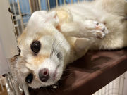 animal cafe fuleca 三宮店の写真2