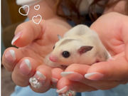 animal cafe fuleca 三宮店の写真3