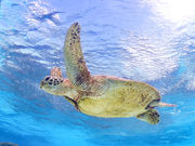 nico 宮古島の写真3