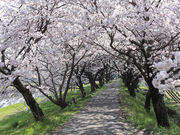 流川桜並木の写真1