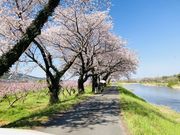 流川桜並木の写真2