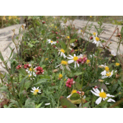 遠足倶楽部の写真4