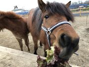 和種馬ホースランドの写真2