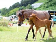 和種馬ホースランドの写真3