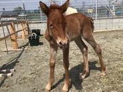 和種馬ホースランドの写真4