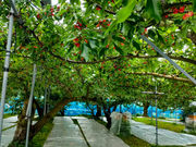 Fruits Farm MURANAMIの写真3