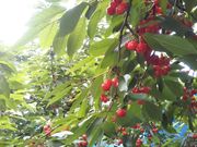 Fruits Farm MURANAMIの写真4