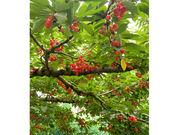 サクランボ園MAETAの写真4